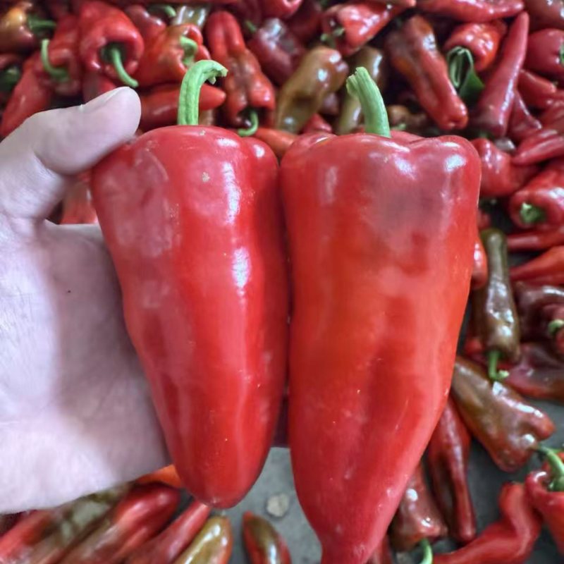 精品红椒量大有需要的老板可以联系