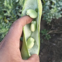 甘肃永登旱地鲜蚕豆荚