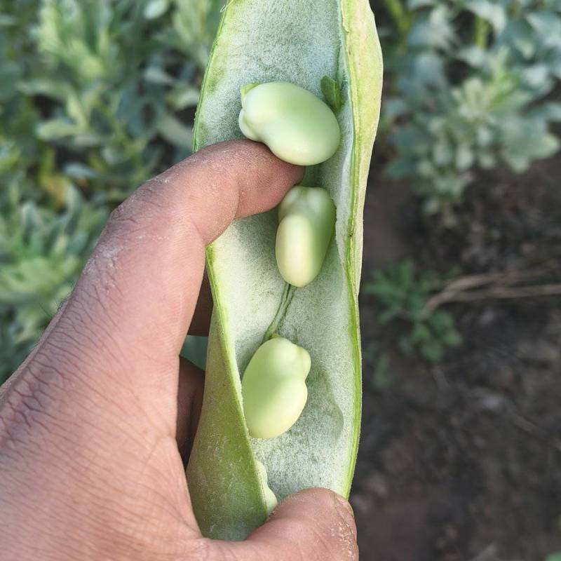 甘肃永登旱地鲜蚕豆荚