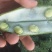 甘肃永登旱地鲜蚕豆荚