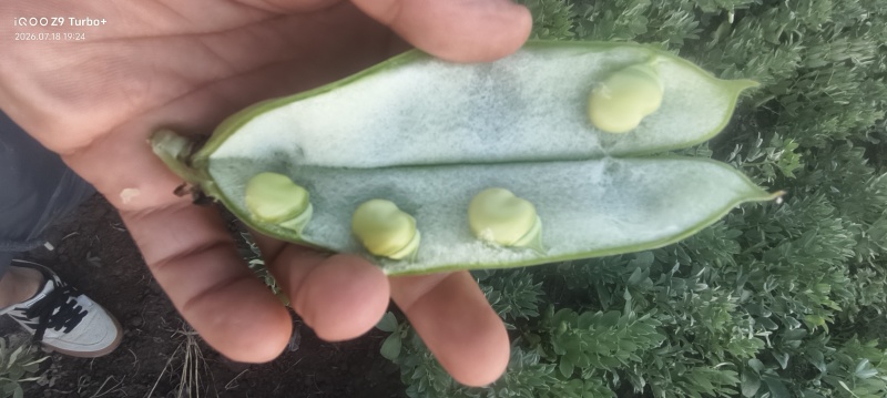 甘肃永登旱地鲜蚕豆荚