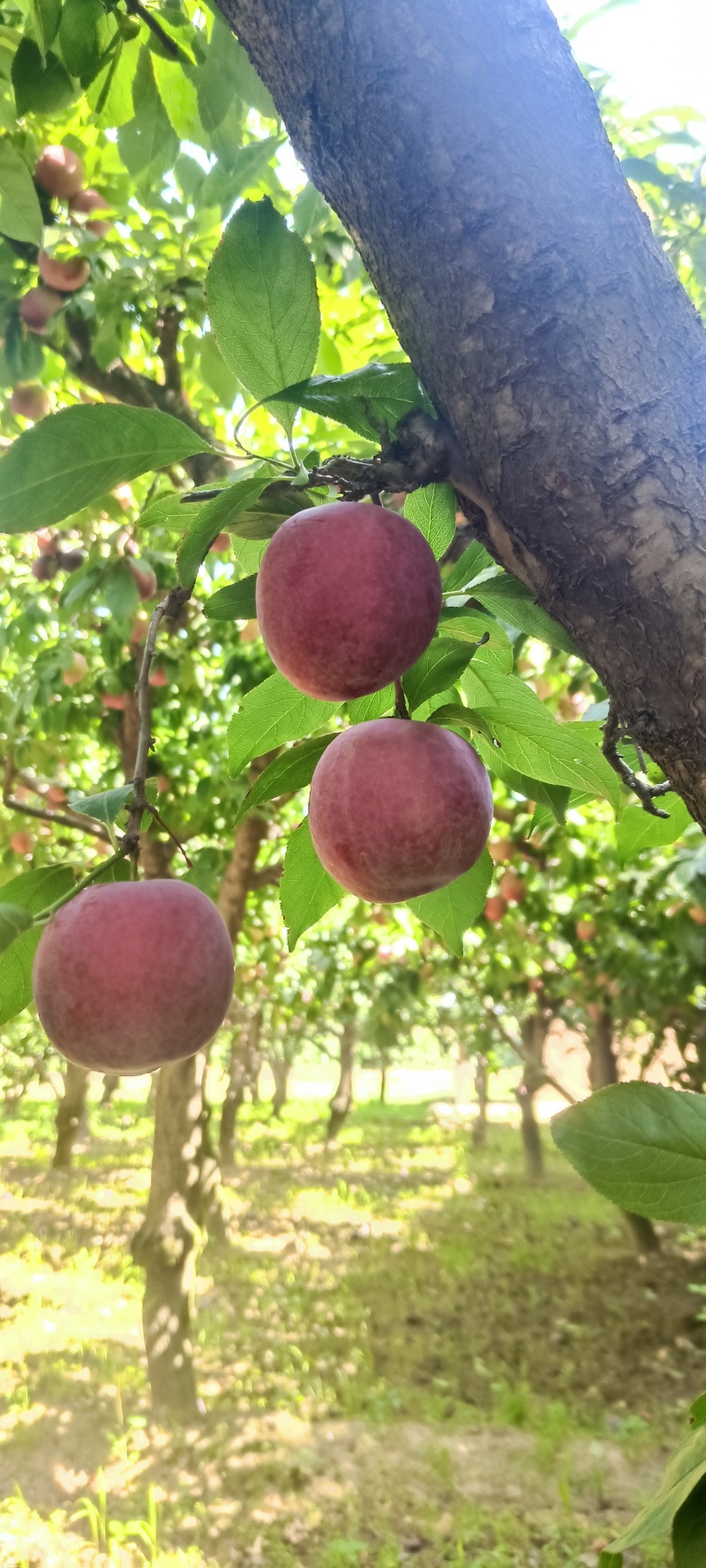红布林李子(位置蔡家坡安乐村余家城，1万多斤)