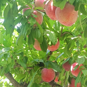 红布林李子(位置蔡家坡安乐村余家城，1万多斤)