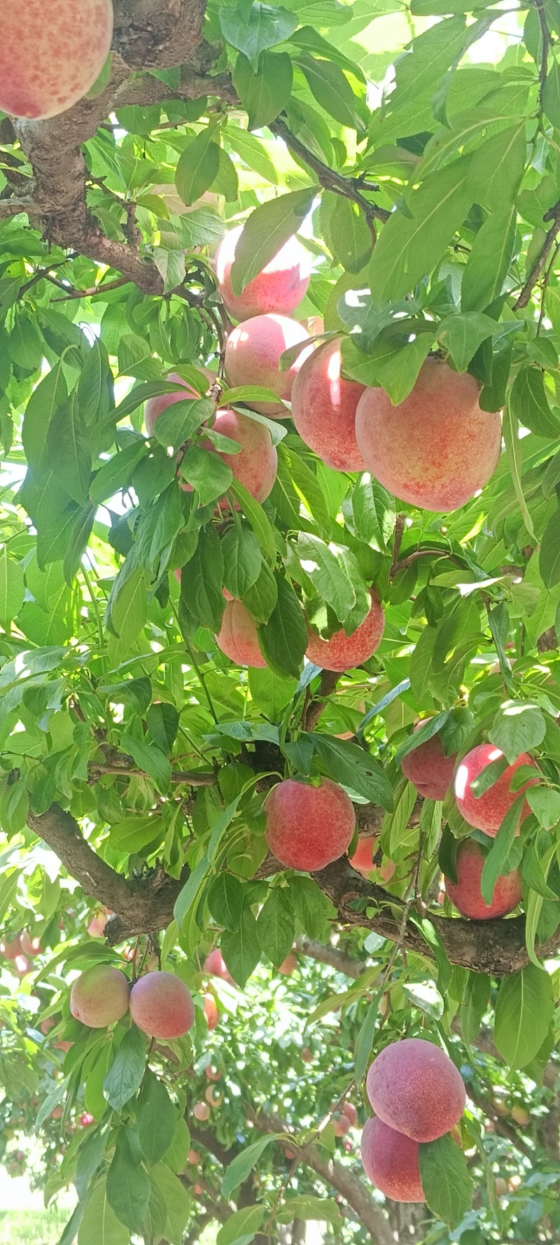 红布林李子(位置蔡家坡安乐村余家城，1万多斤)