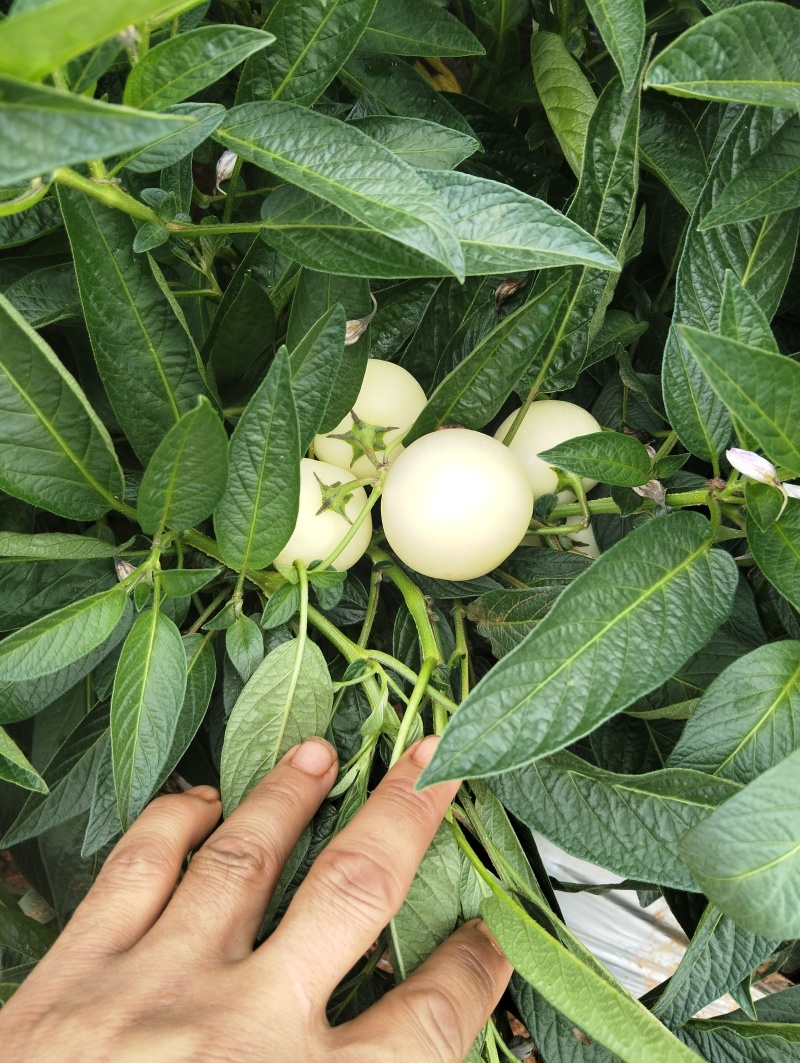 人参果
