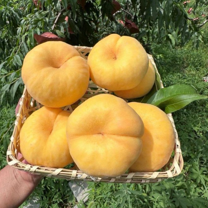 口感脆甜的黄金蜜桃上市批量发货中有需要的老板欢迎联系我呦