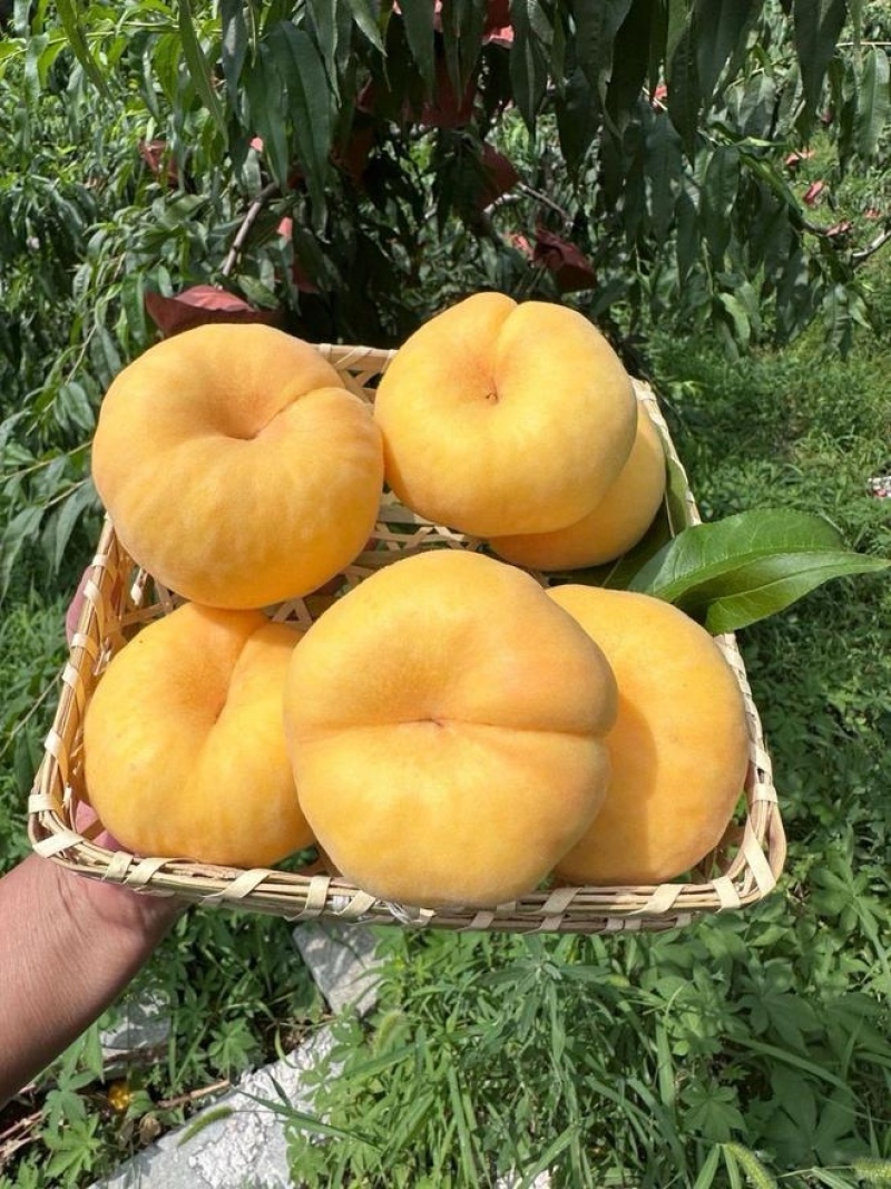 口感脆甜的黄金蜜桃上市批量发货中有需要的老板欢迎联系我呦