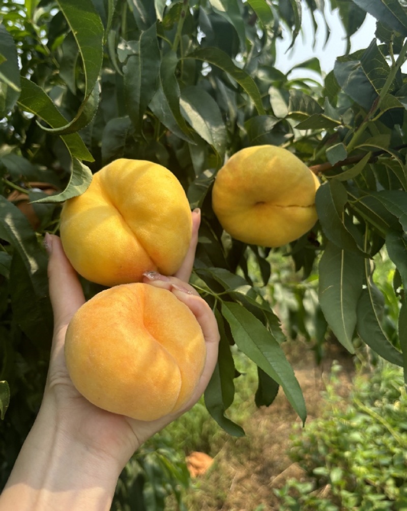 口感脆甜的黄金蜜桃上市批量发货中有需要的老板欢迎联系我呦
