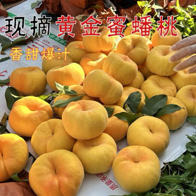口感脆甜的黄金蜜桃上市批量发货中有需要的老板欢迎联系我呦