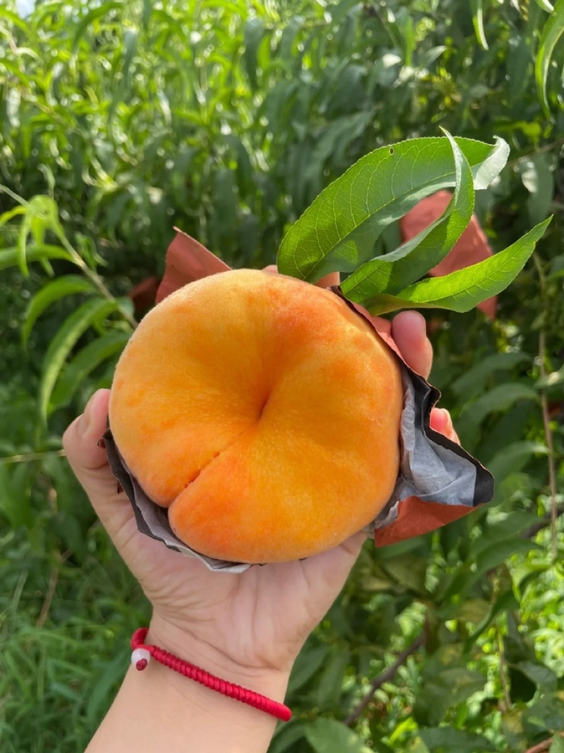 口感脆甜的黄金蜜桃上市批量发货中有需要的老板欢迎联系我呦