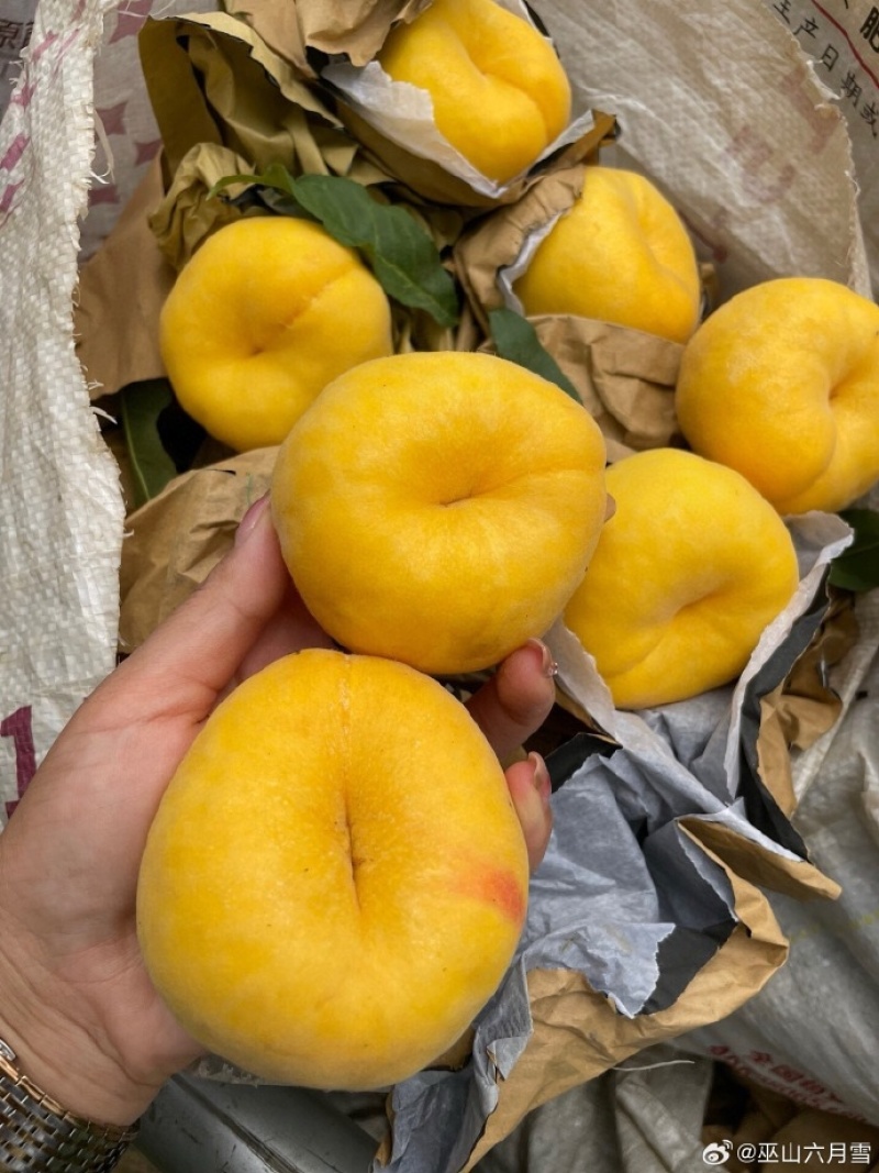 口感脆甜的黄金蜜桃上市批量发货中有需要的老板欢迎联系我呦