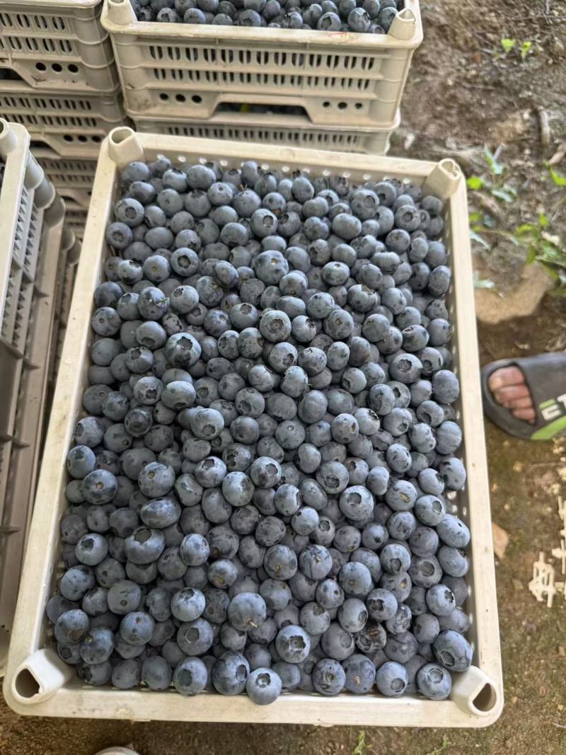 头一茬大蓝莓新鲜上市
