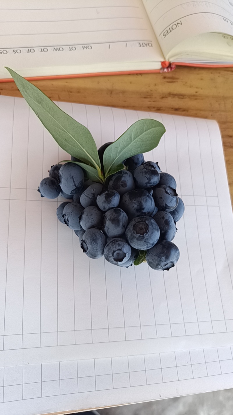 头一茬大蓝莓新鲜上市