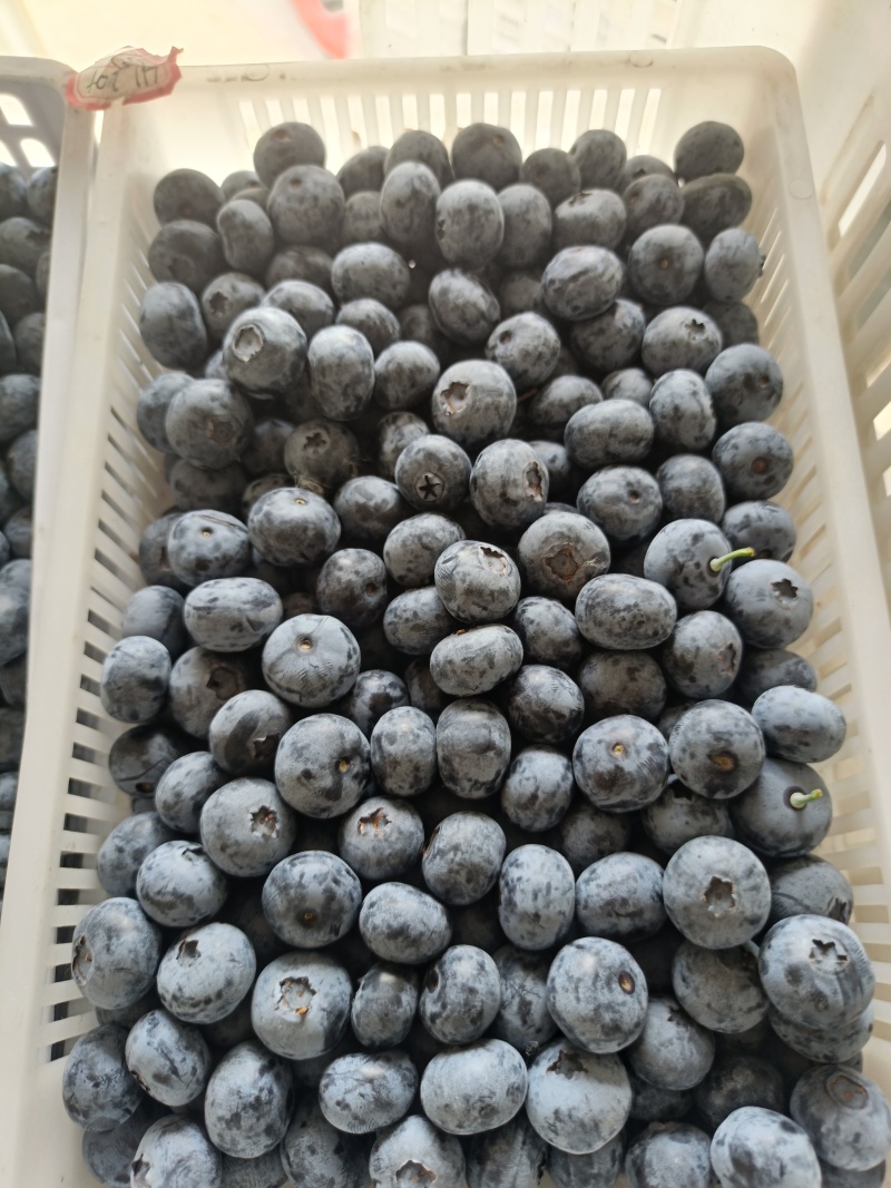头一茬大蓝莓新鲜上市