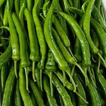 6号椒