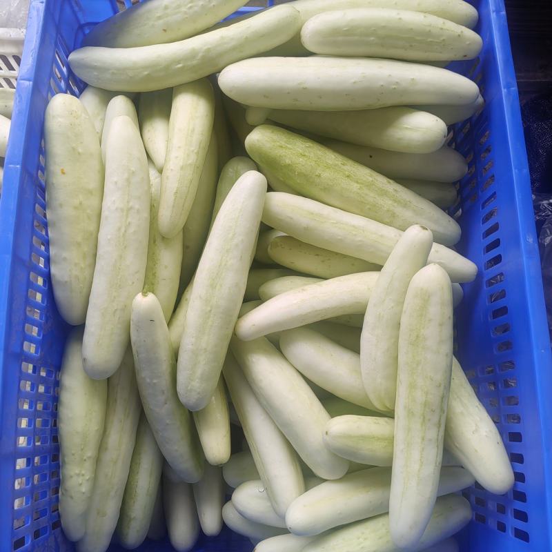 白黄瓜