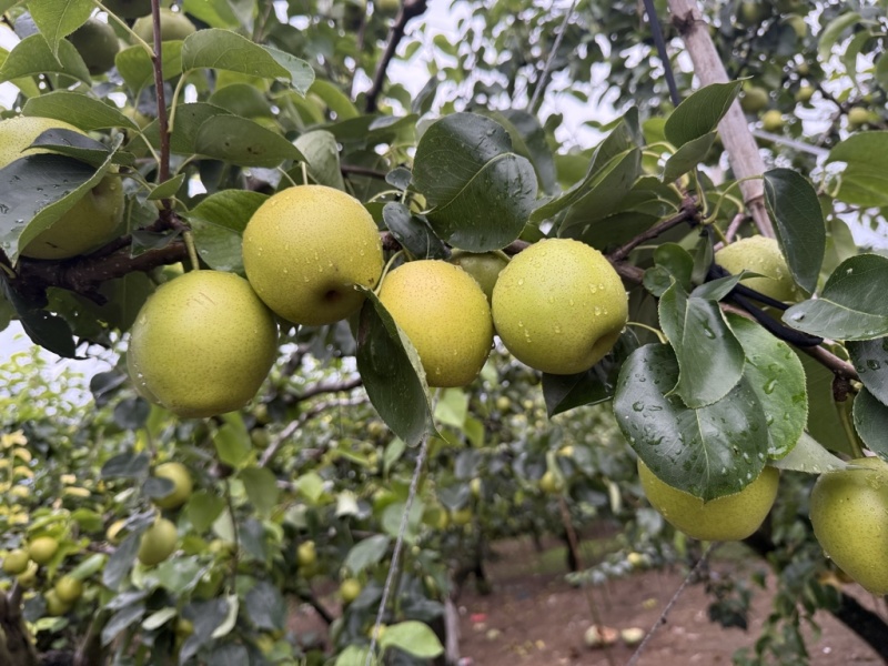 皇冠梨