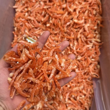 无盐直钩对虾米，活虾加工，保质保量，产地直供