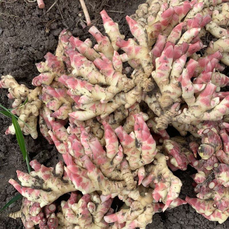 贵州惠水子姜大量上市产地直发保证质量欢迎随时联系