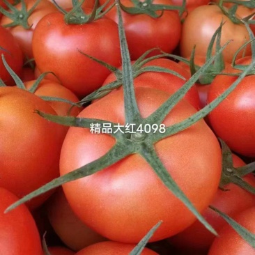 大红西红柿开始上市，价格1.0-1.4