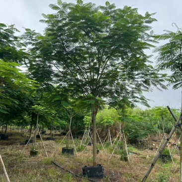 凤凰木3-30分
