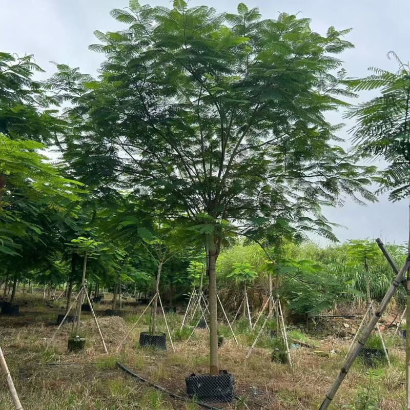凤凰木3-30分