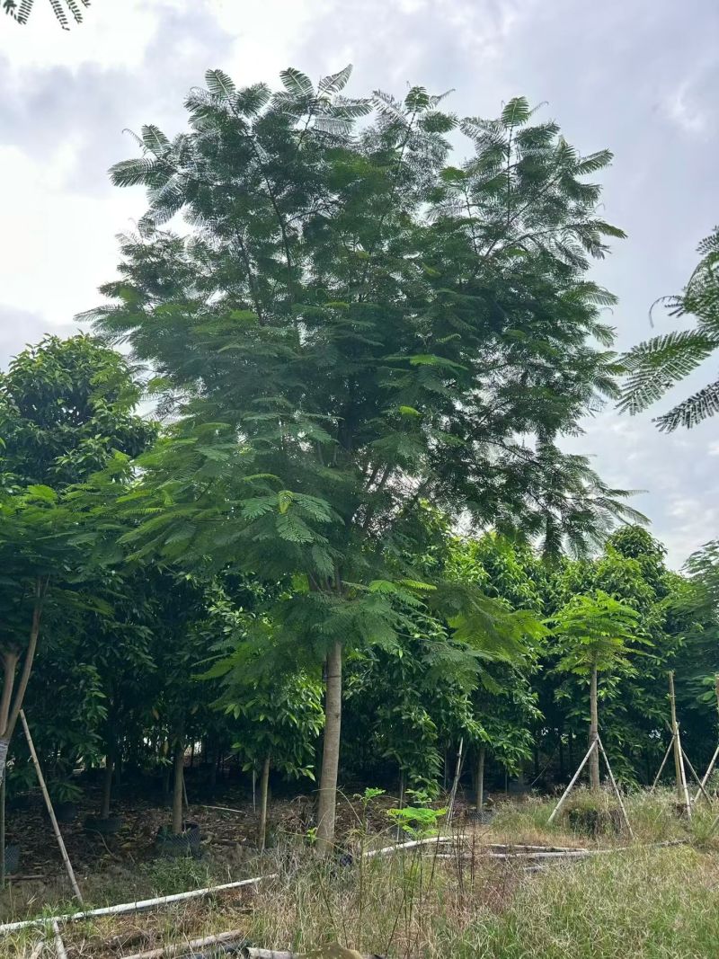 凤凰木3-30分