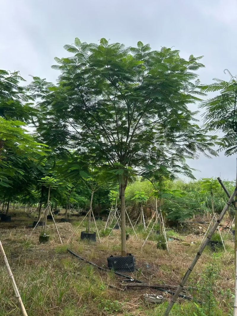 凤凰木3-30分