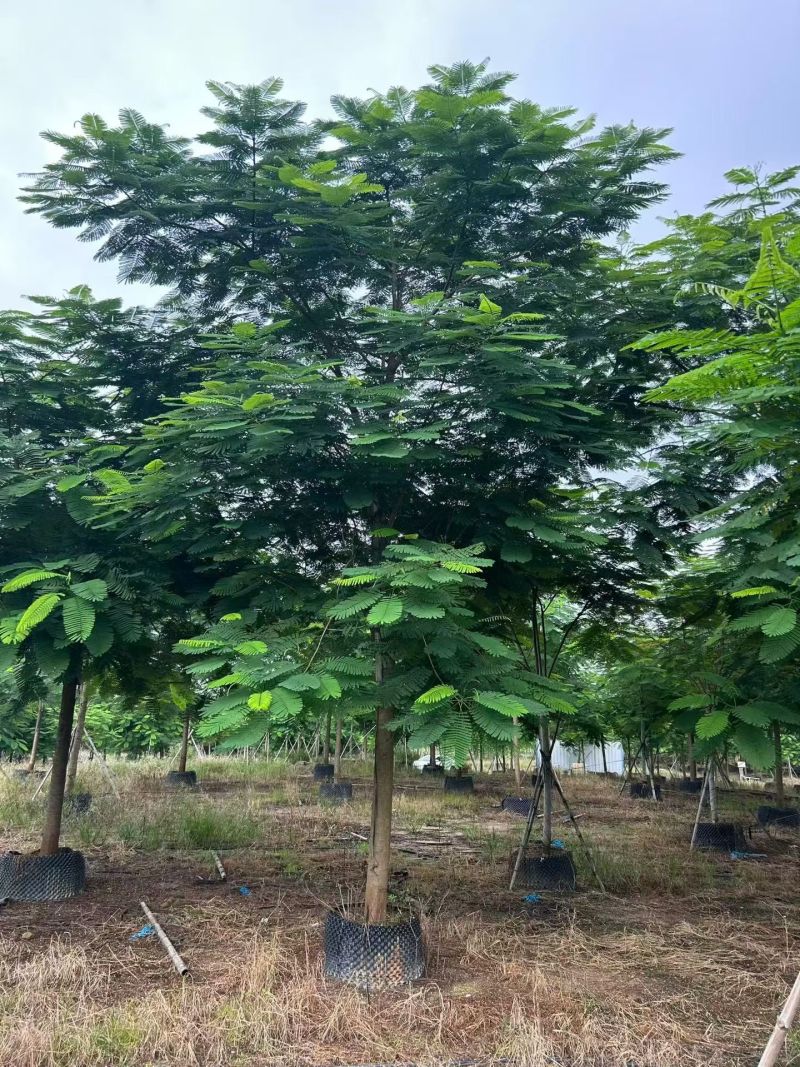 凤凰木3-30分
