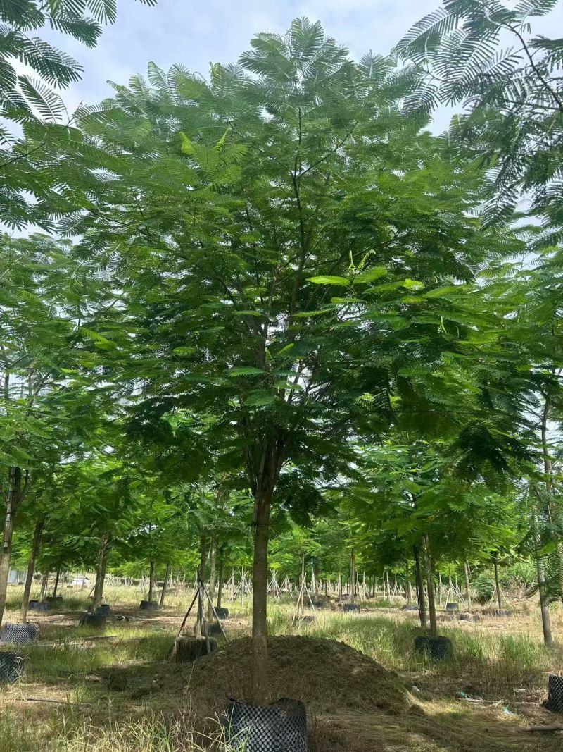 凤凰木3-30分