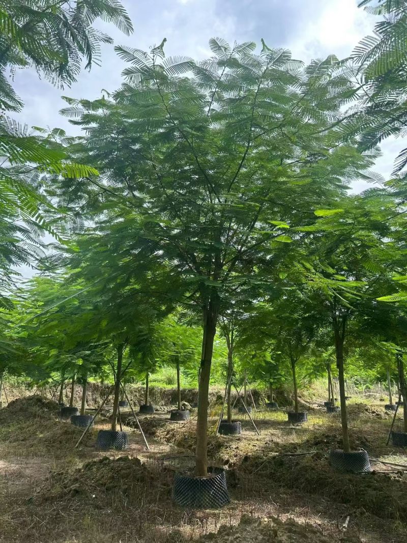 凤凰木3-30分