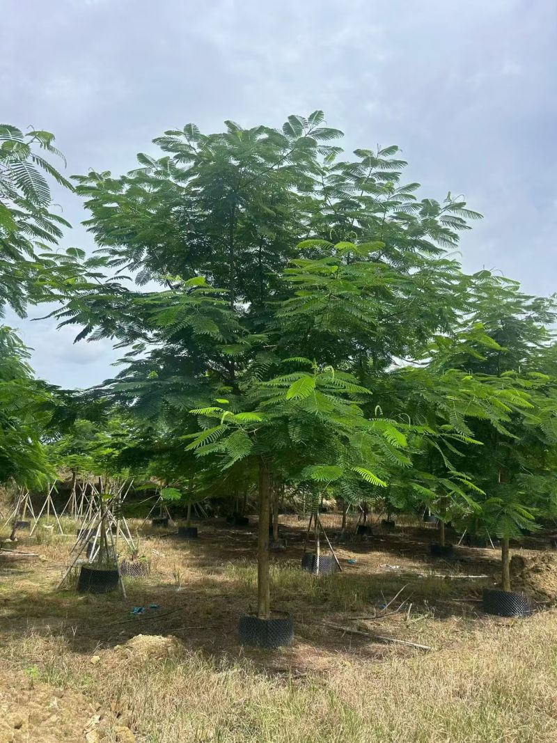 凤凰木3-30分