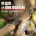 迷你折叠手锯家用木柄折叠锯便携手工锯细齿快速户外锯子锯木