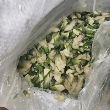 槐花