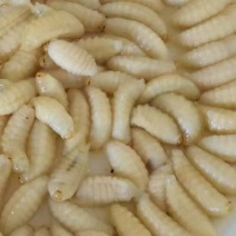 红娘马蜂