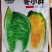 冬小胖寒绿103冬雅85冬宝矮颗越冬黄心白菜种子