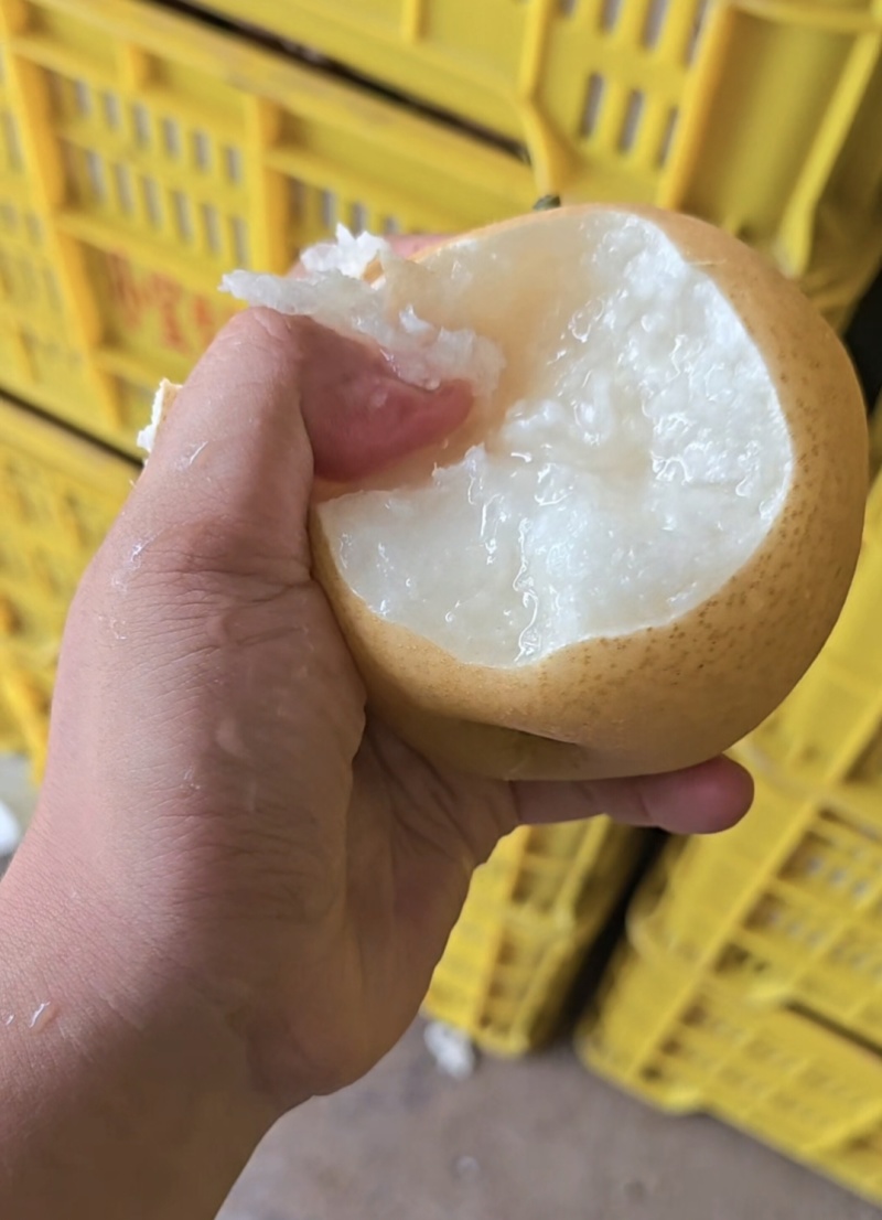 新玉蜜梨大量有货，一手货源，一条龙服务。
