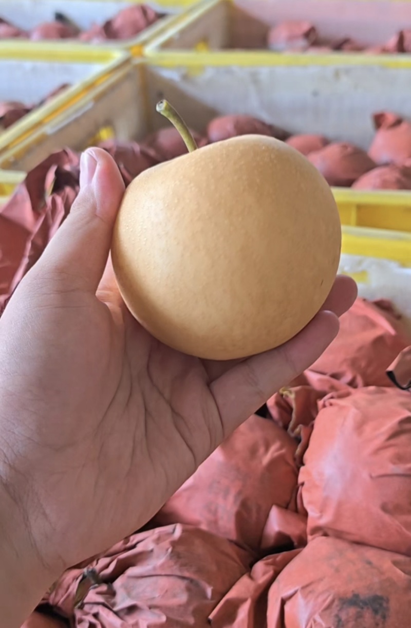 新玉蜜梨大量有货，一手货源，一条龙服务。