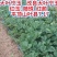 大叶宁玉红玉随珠乡野红颜草莓苗