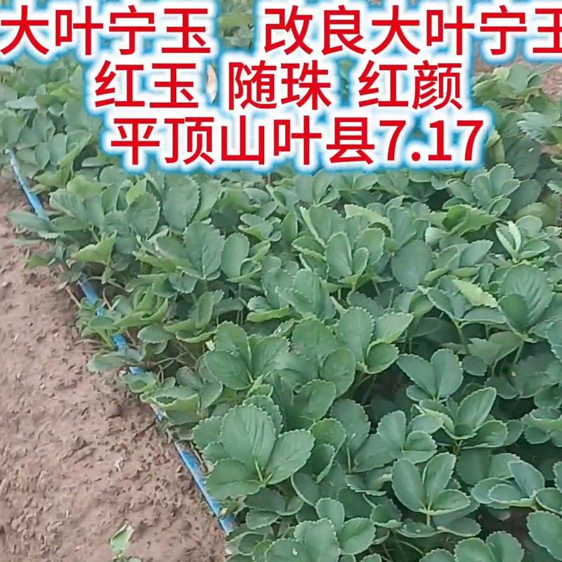 大叶宁玉红玉随珠乡野红颜草莓苗