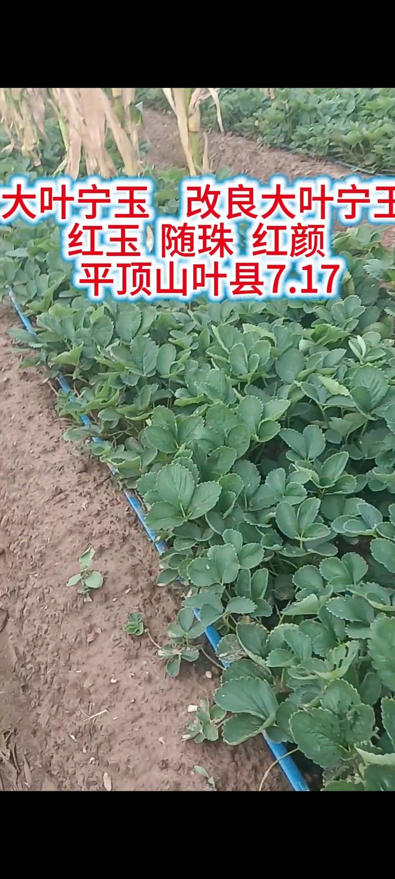 大叶宁玉红玉随珠乡野红颜草莓苗