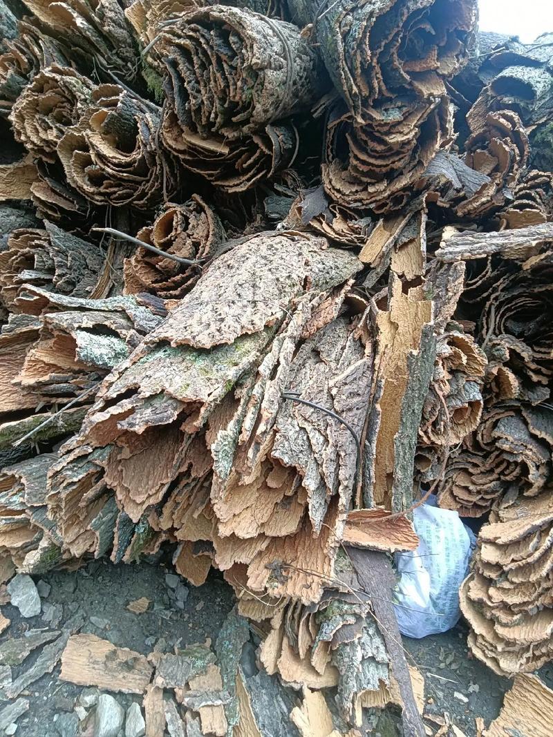 樟树皮，香樟树皮