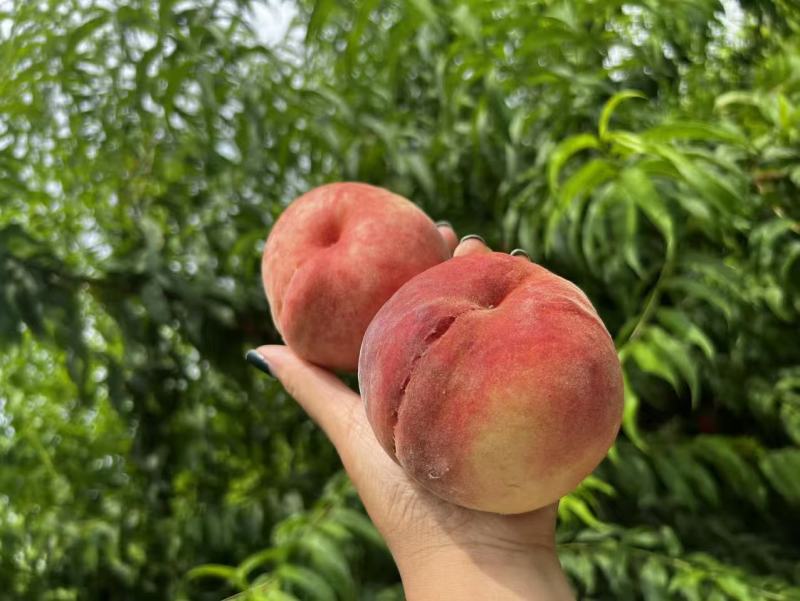 玉妃毛桃离核粘合高糖毛桃基地大量现货供应