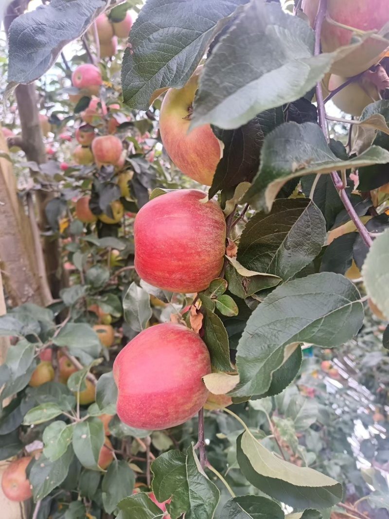 云南高山早熟苹果市场果专业一件代发实力供应