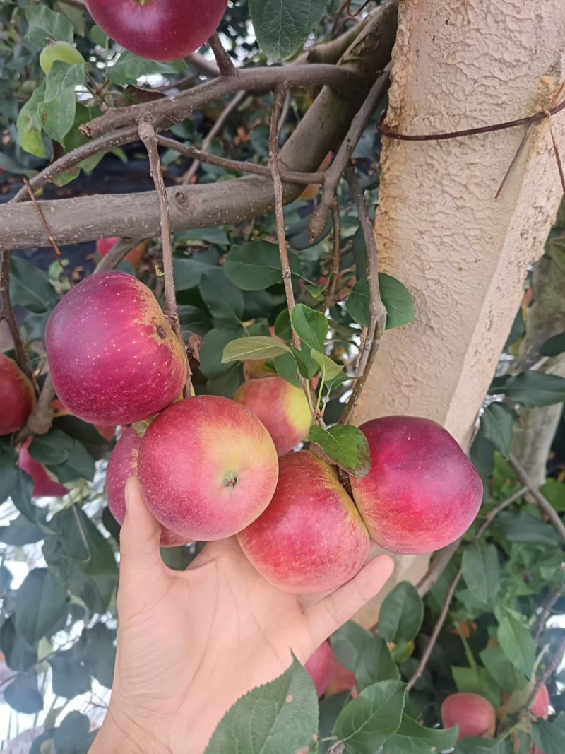 云南高山早熟苹果市场果专业一件代发实力供应