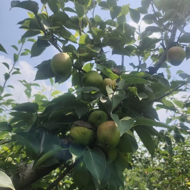 新梨七号酥梨皇冠梨翠玉梨千亩基地大量现货供应中