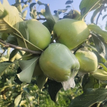华硕萍果鲁丽萍果美八苹果千亩基地大量现货供应