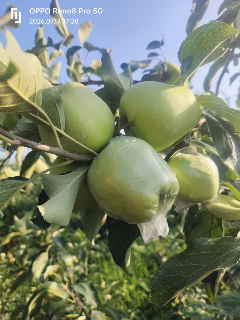 华硕萍果鲁丽萍果美八苹果千亩基地大量现货供应