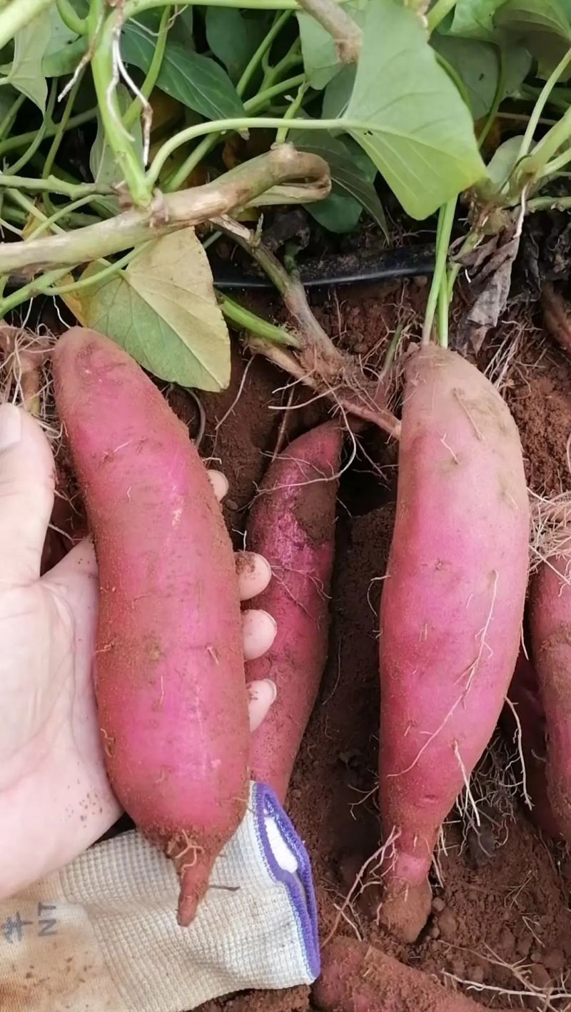 产地直发沙地商薯19白心红薯无筋无丝干甜甘糯，价格公道
