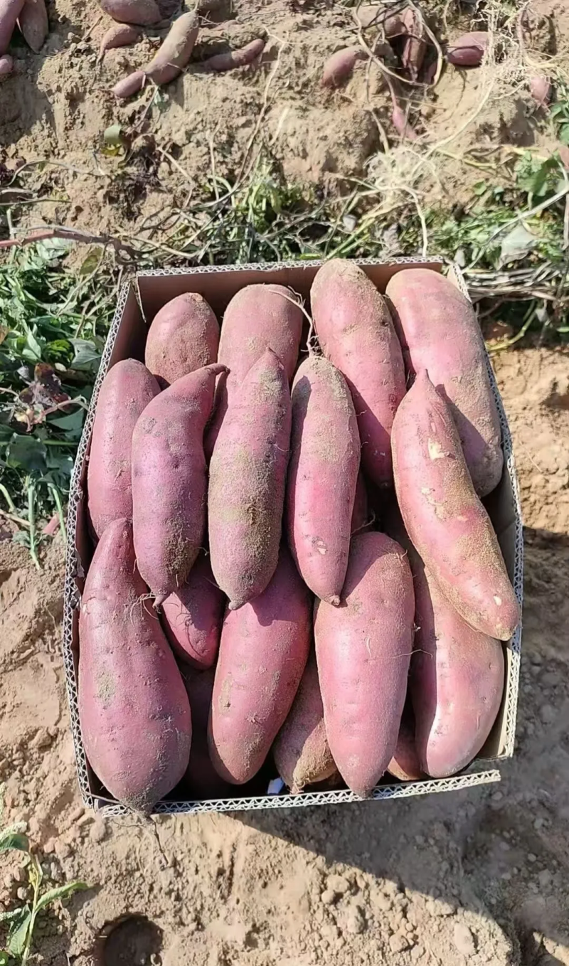 西瓜红红薯水果红薯板栗薯，红皮红心，无筋无丝，香甜软糯